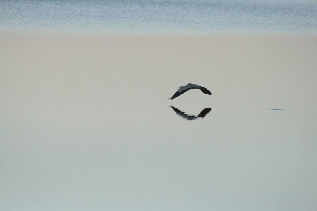 Koartza hauskara - ML646789806