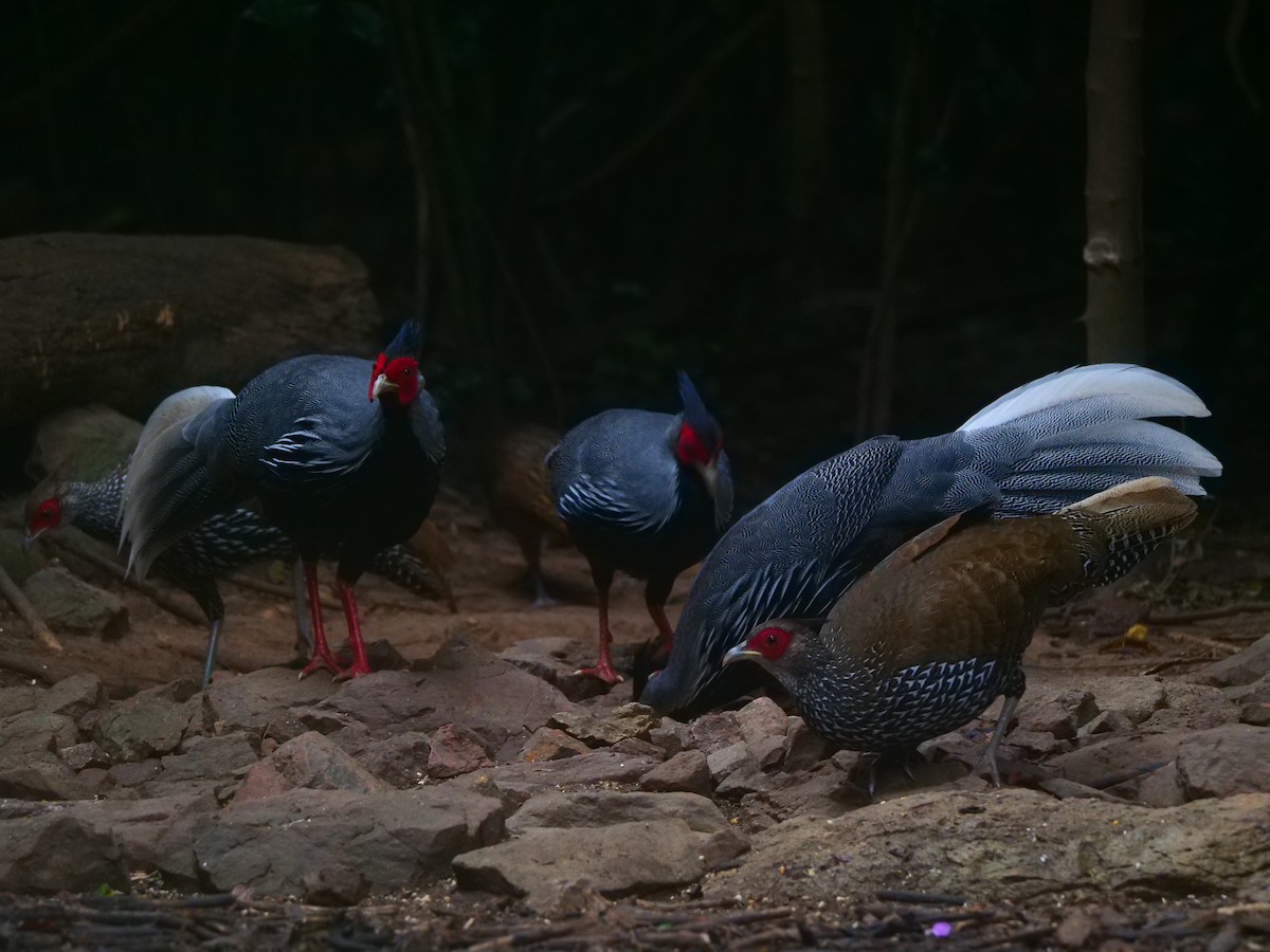 Kalij Pheasant - ML646789807