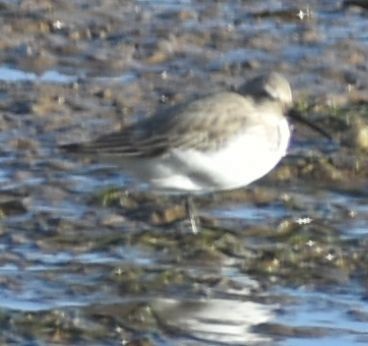 Txirri kurlinta - ML646789808