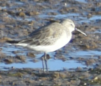 Txirri kurlinta - ML646789809