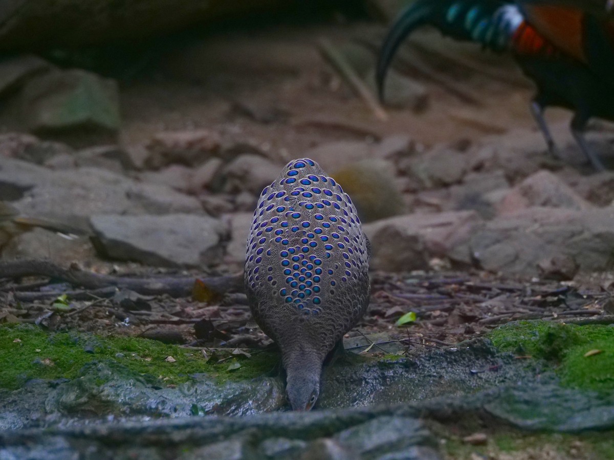 Gray Peacock-Pheasant - ML646789810