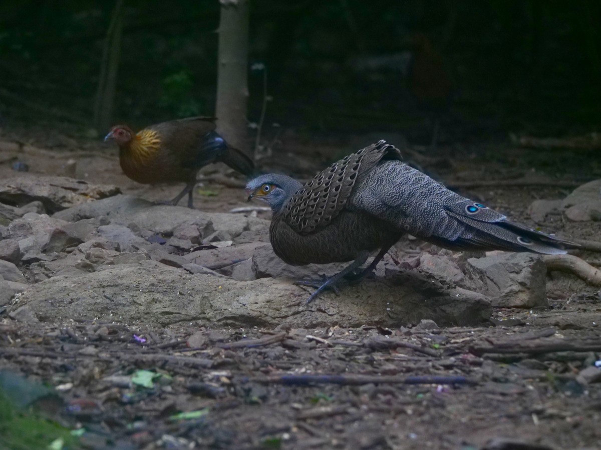 Gray Peacock-Pheasant - ML646789811