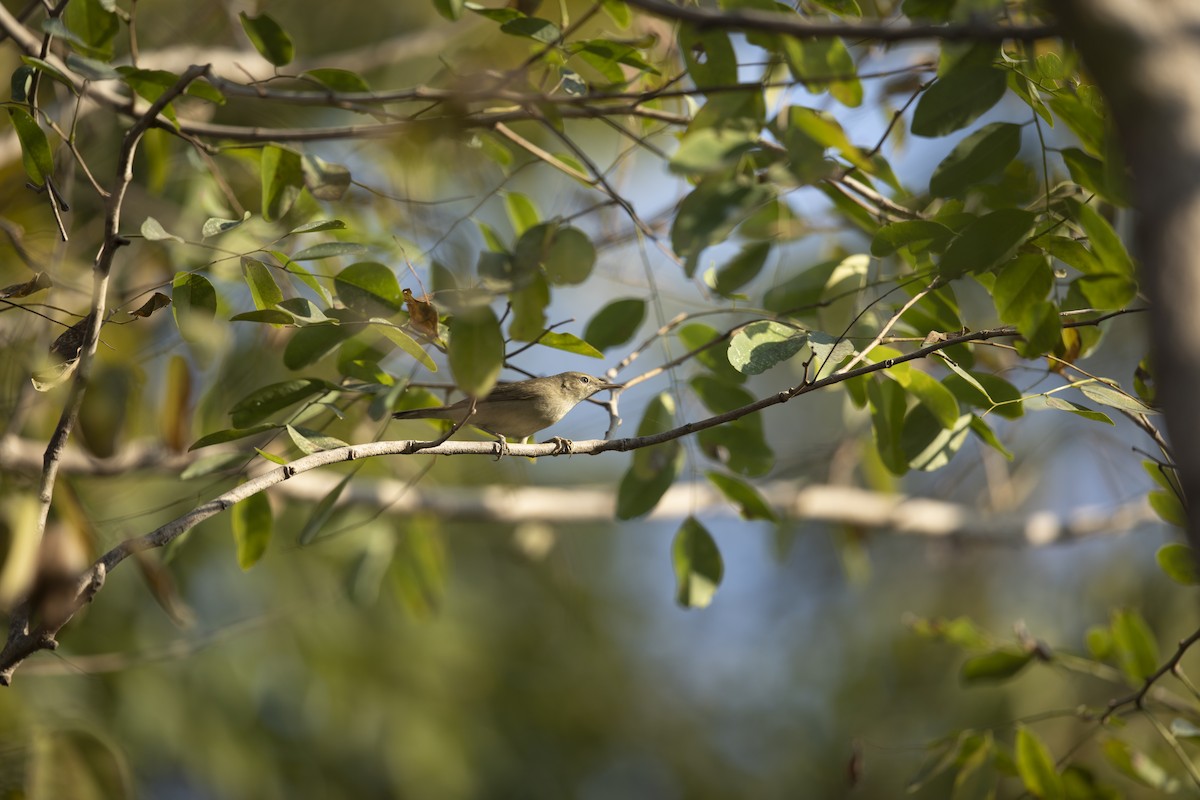 Zuhaixka-lezkaria - ML646789812