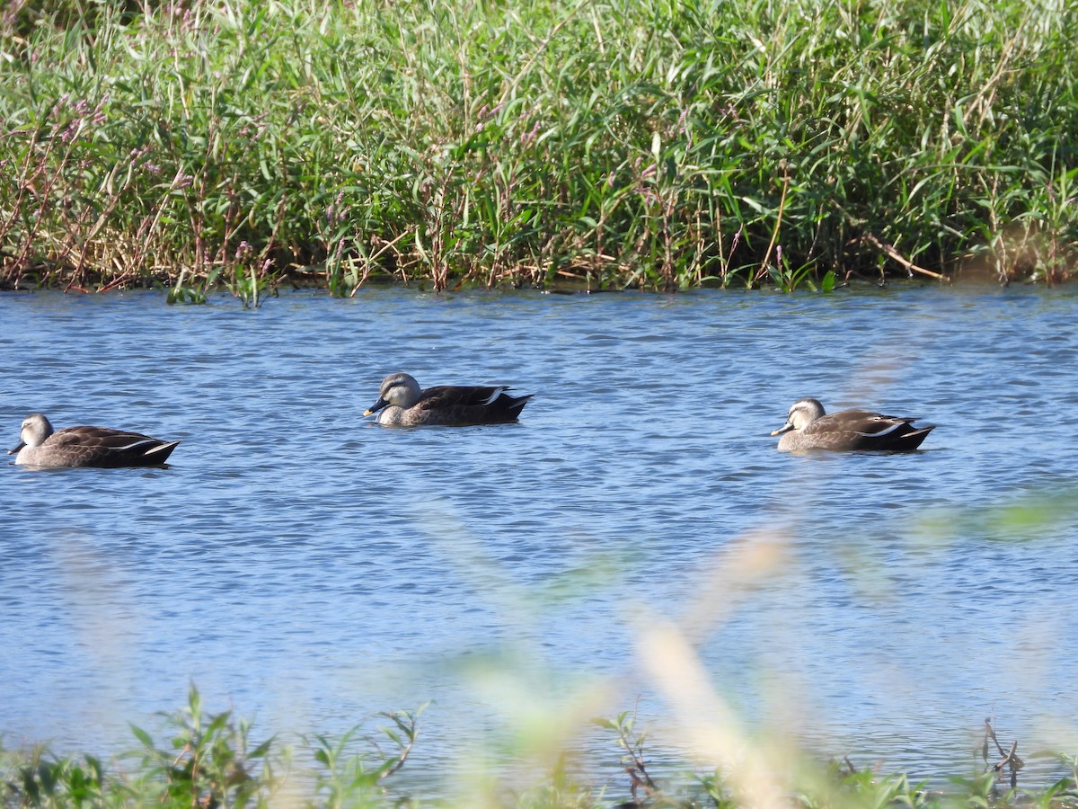 Çin Benekgagası - ML646789822
