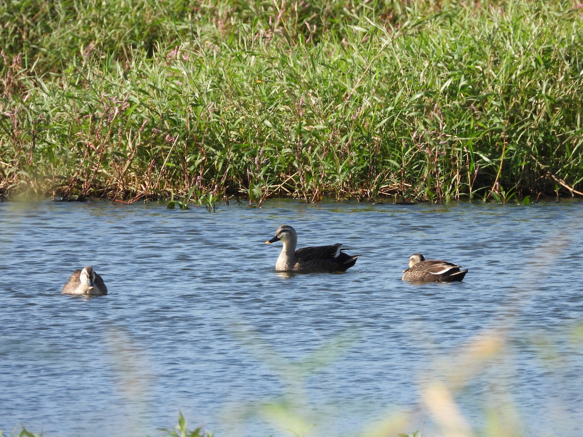Çin Benekgagası - ML646789823