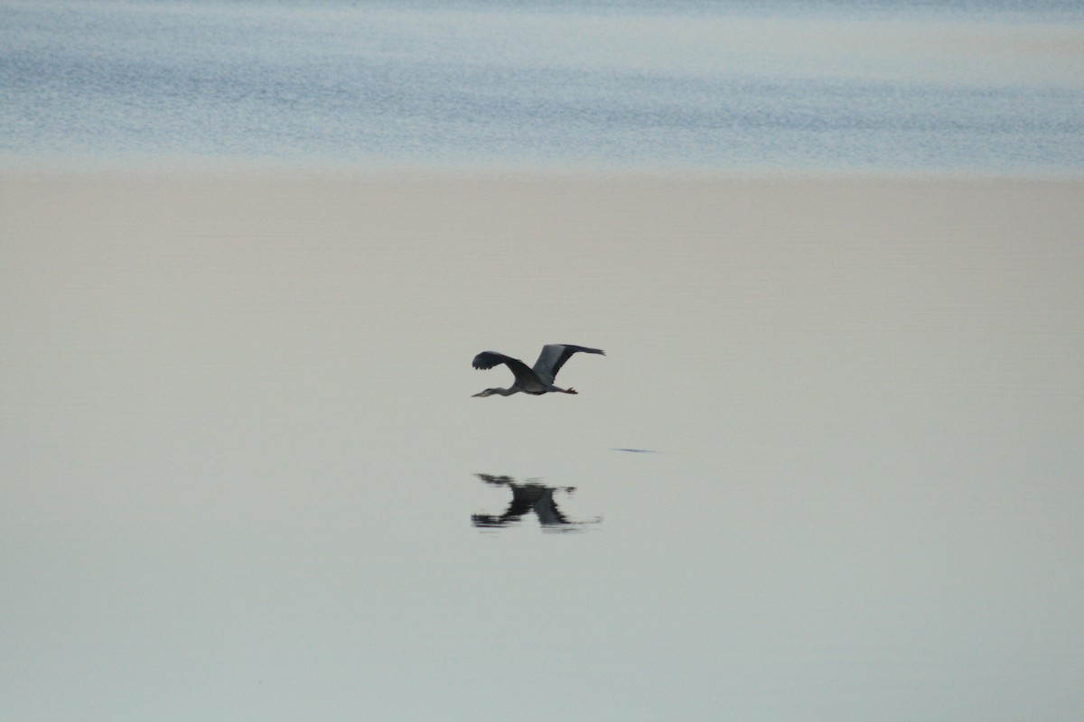 蒼鷺 - ML646789825