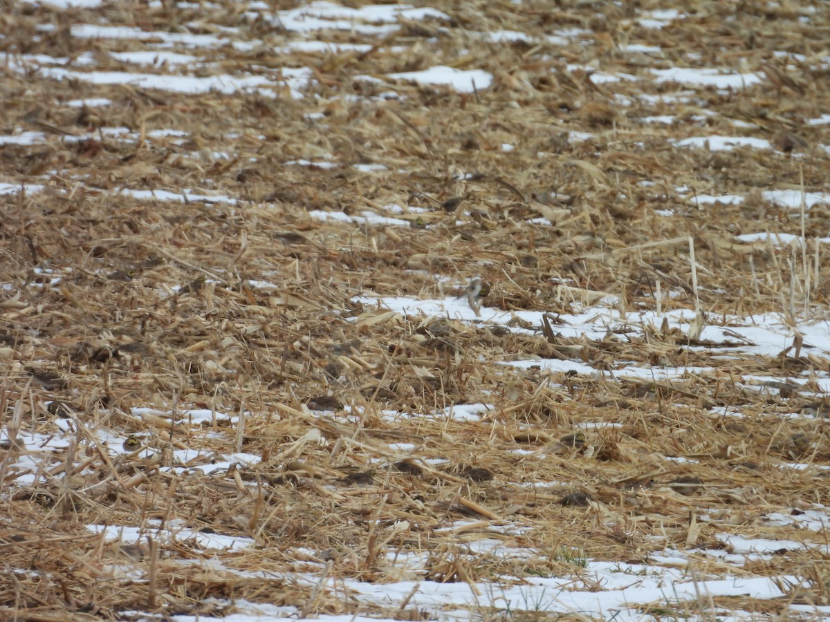 Horned Lark - ML646789827