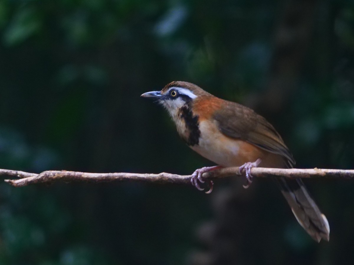 Lesser Necklaced Laughingthrush - ML646789829
