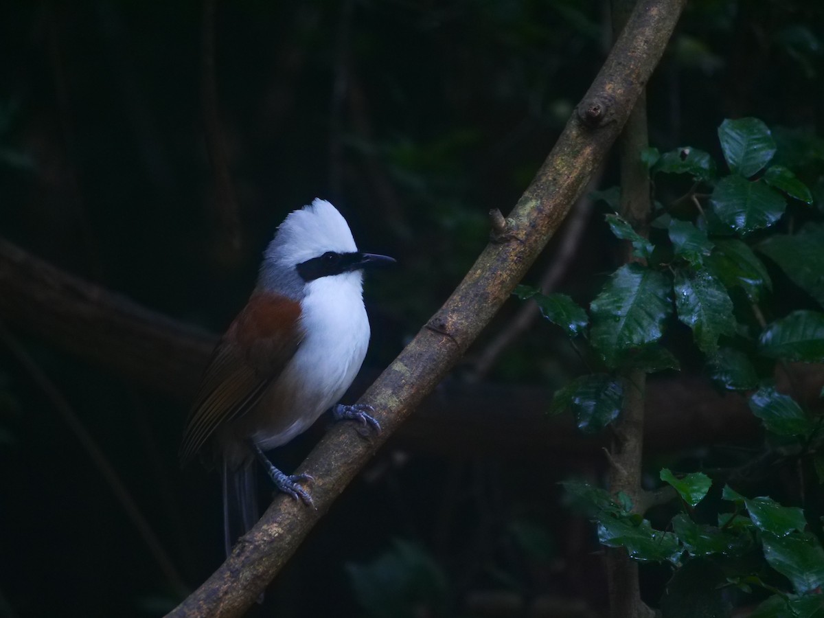 White-crested Laughingthrush - ML646789832
