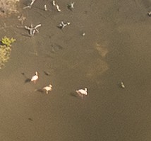 American Flamingo - ML646789833