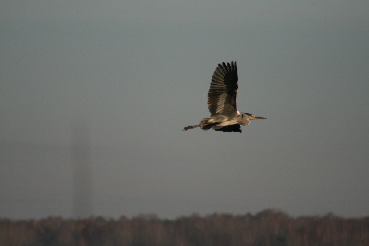 蒼鷺 - ML646789839