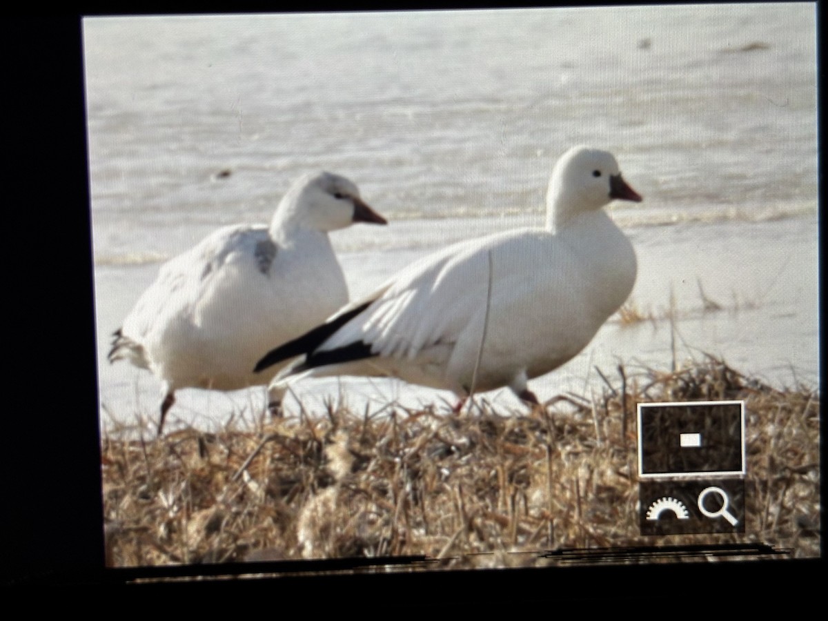 Ross's Goose - ML646789841