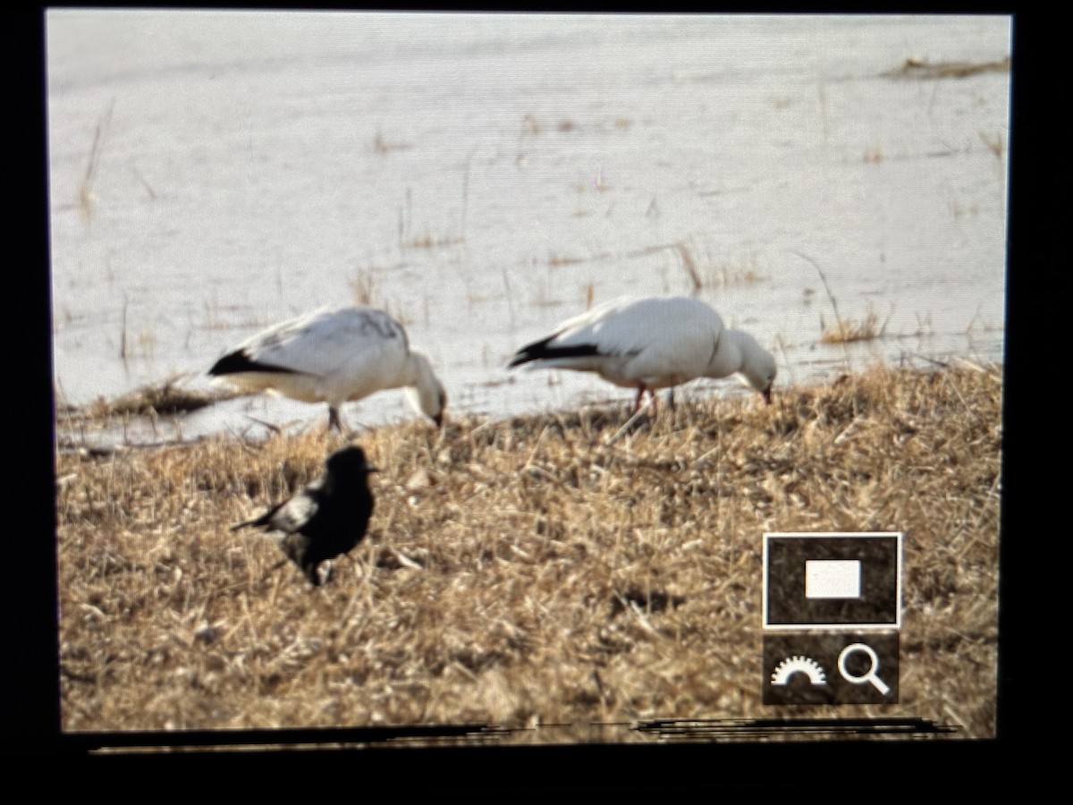 Ross's Goose - ML646789842