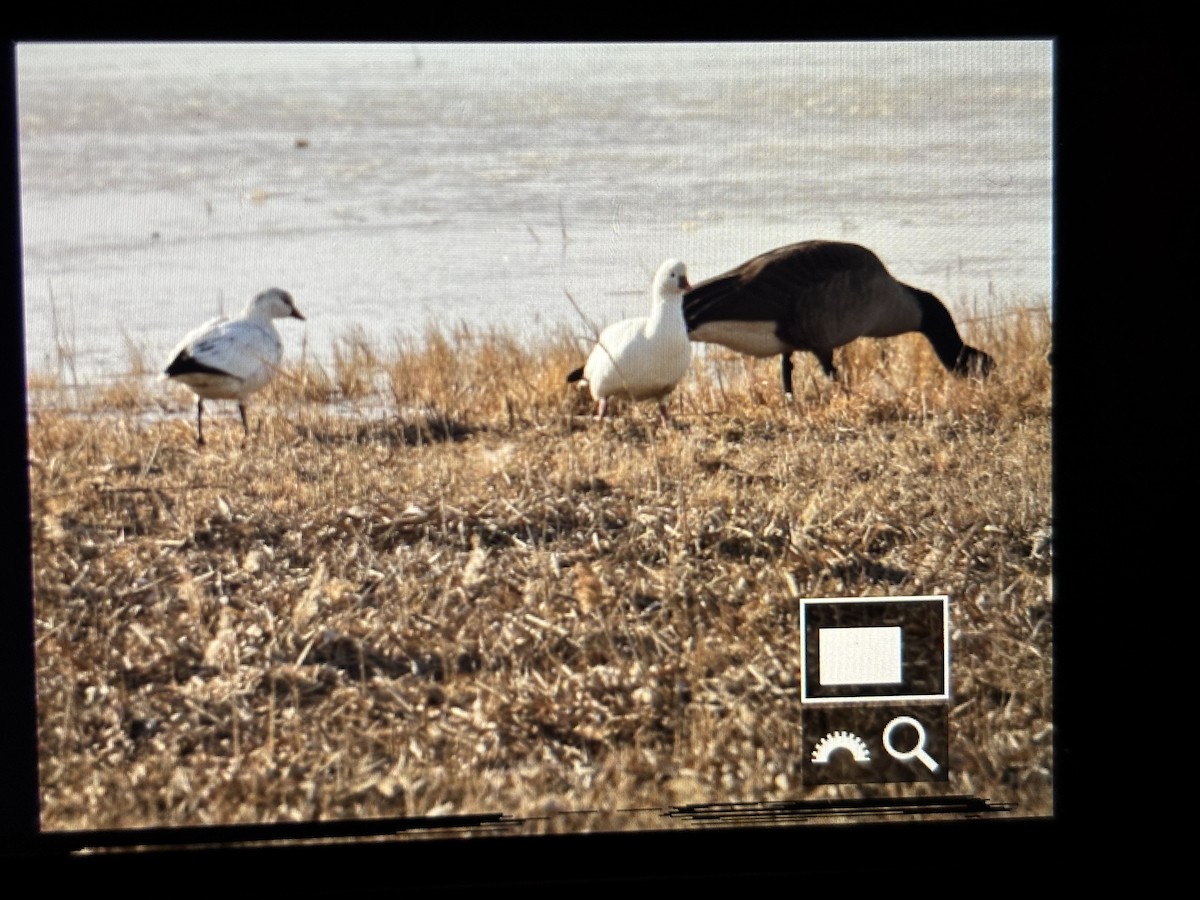 Ross's Goose - ML646789843