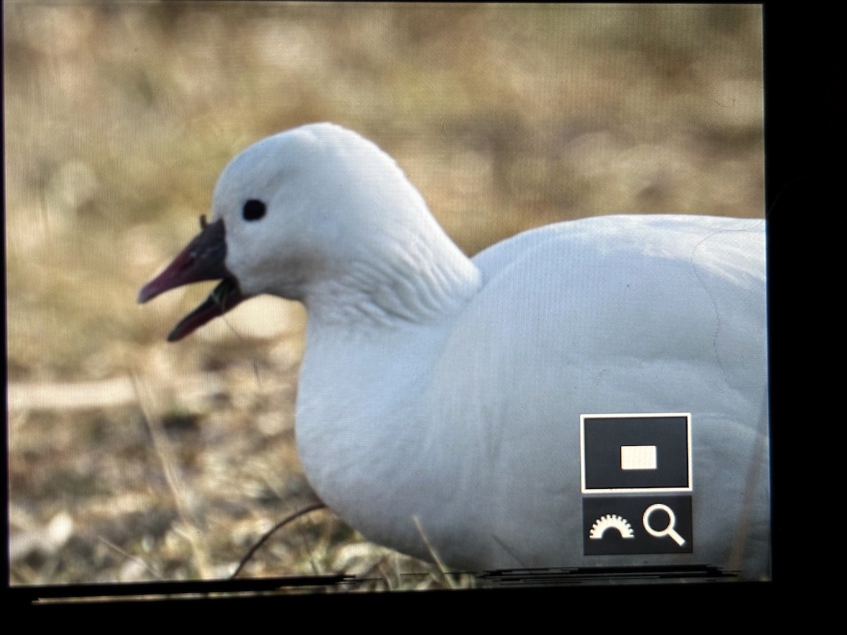 Ross's Goose - ML646789844
