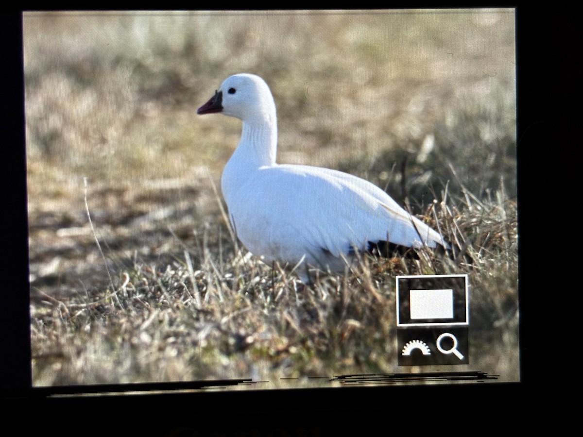 Ross's Goose - ML646789845