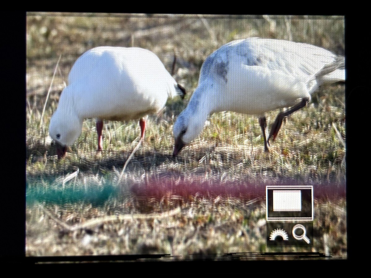 Ross's Goose - ML646789846