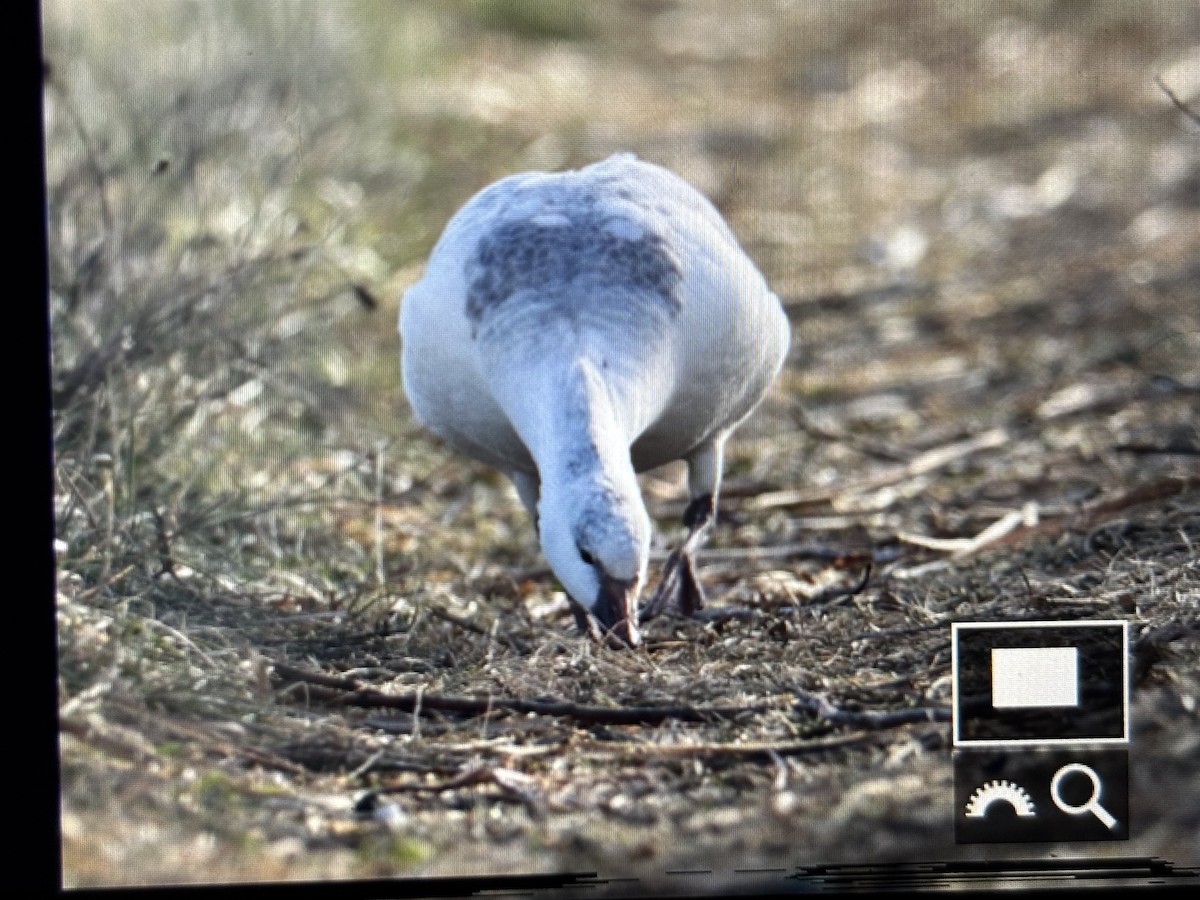 Ross's Goose - ML646789848
