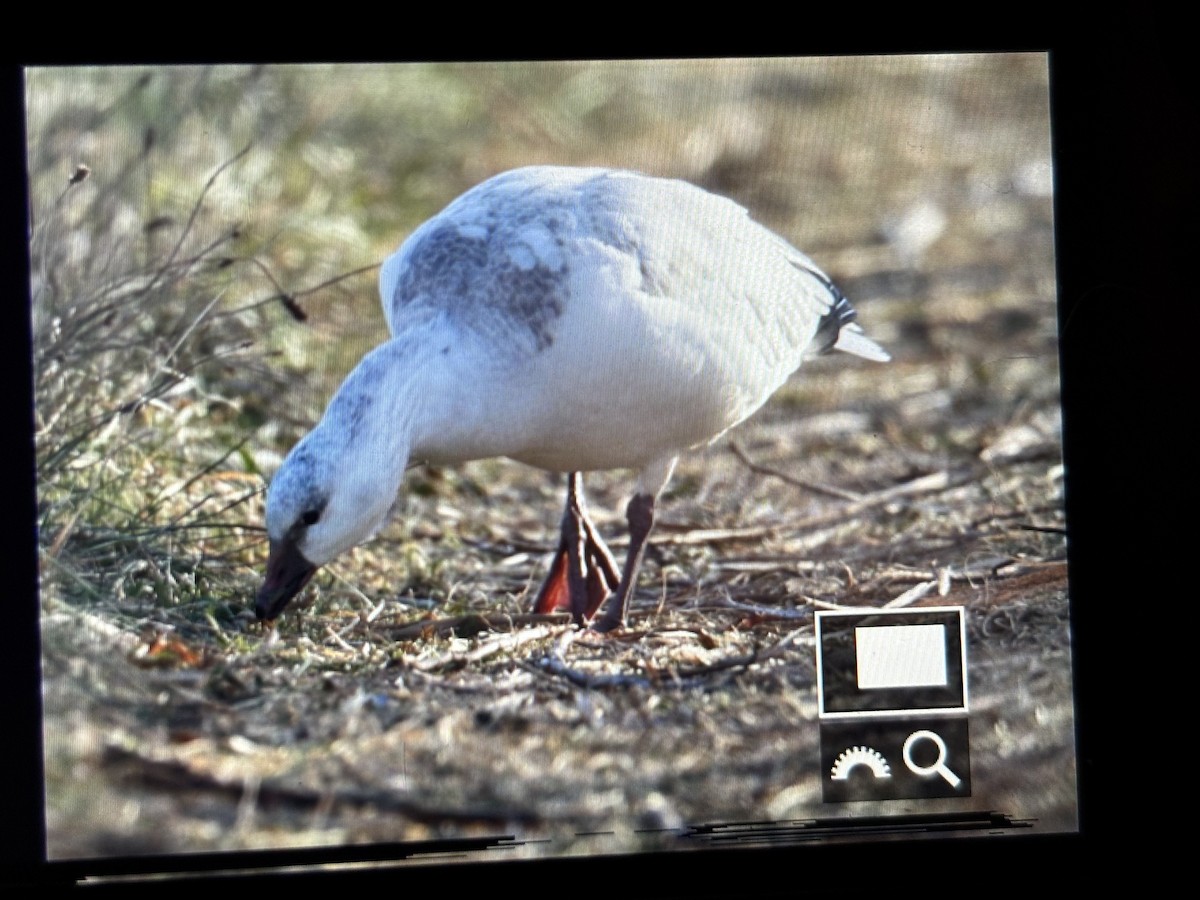 Ross's Goose - ML646789849