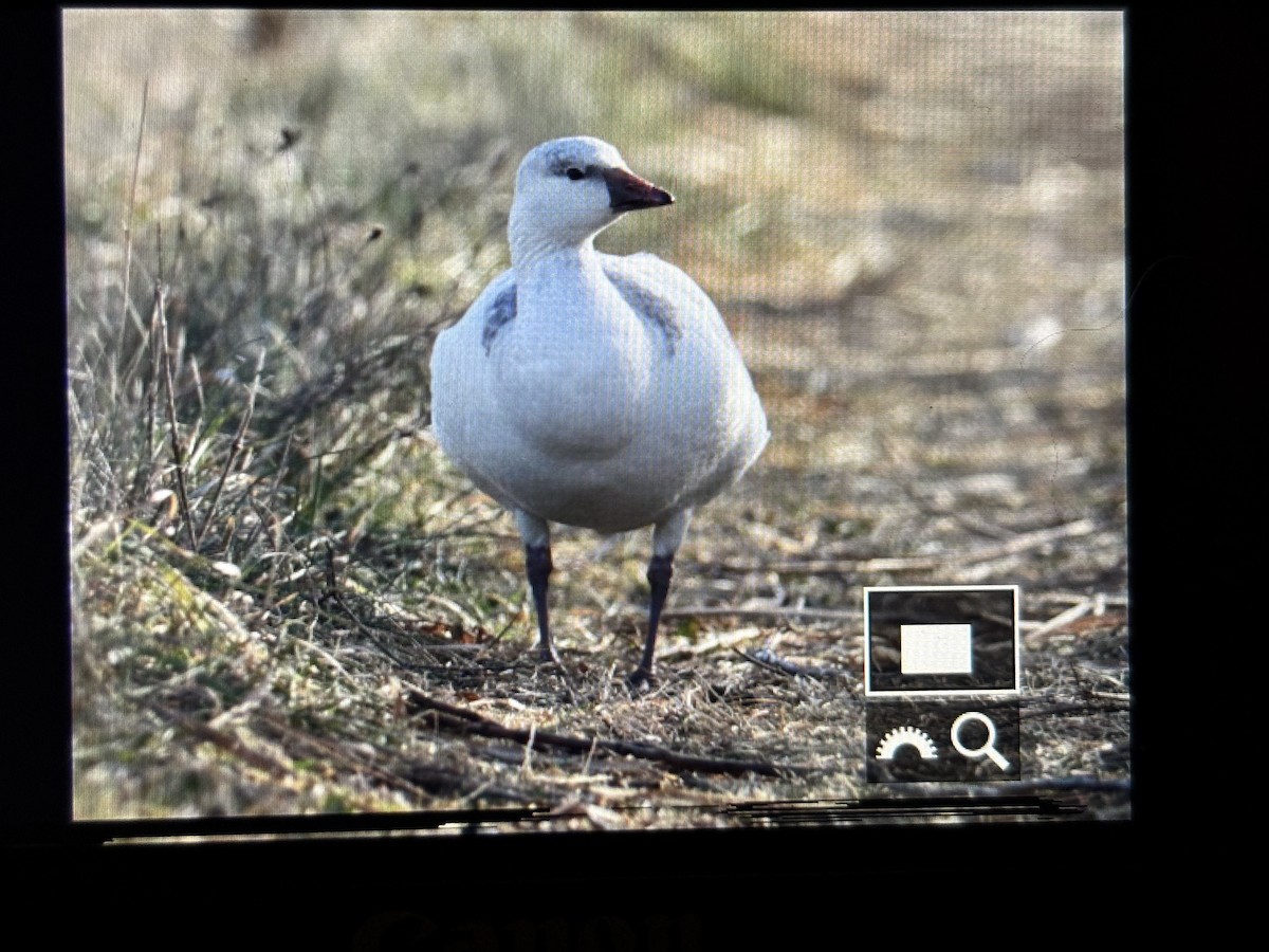 Ross's Goose - ML646789851