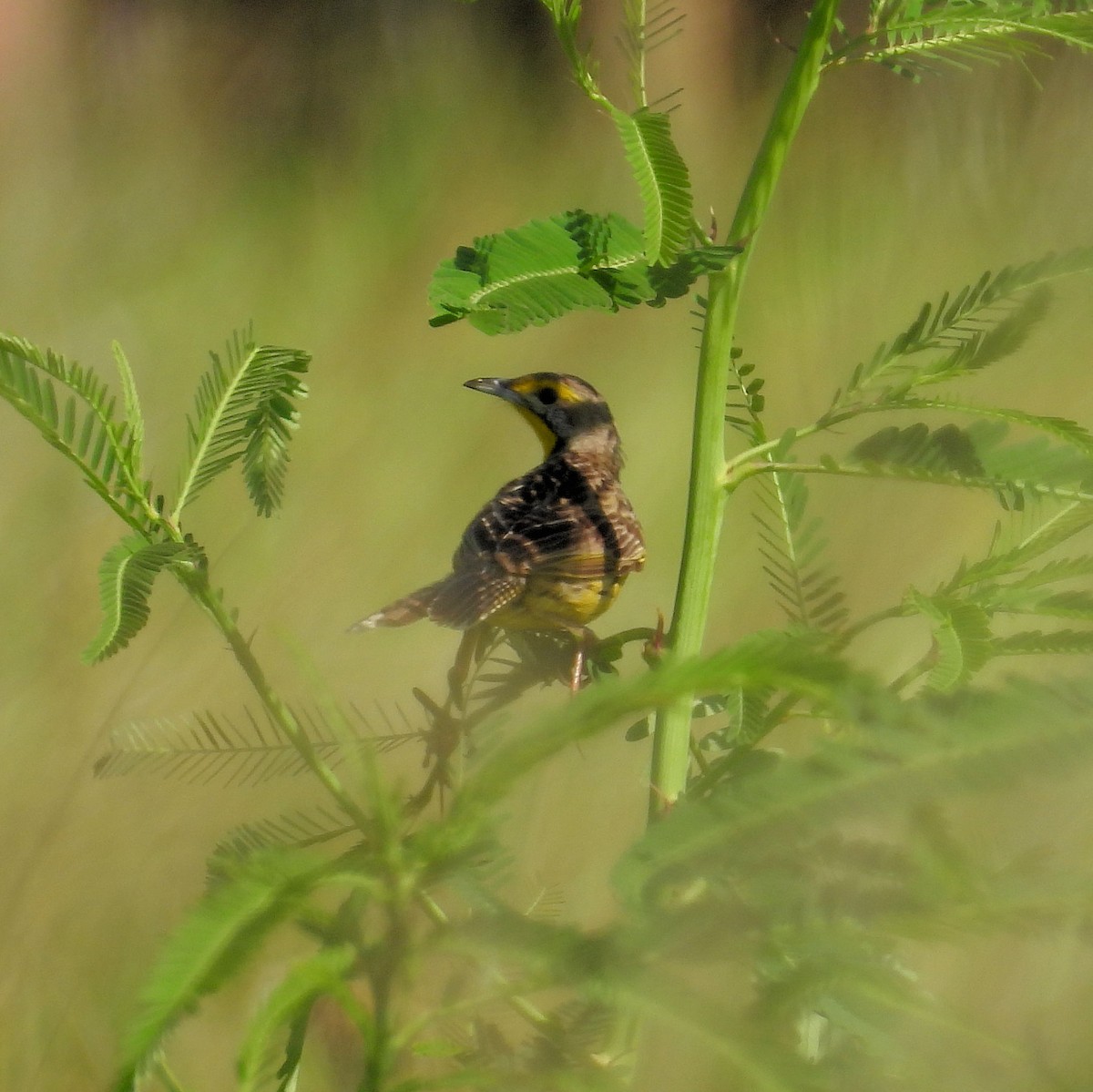 Yellow-throated Longclaw - ML646789853
