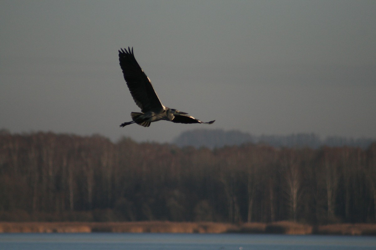 蒼鷺 - ML646789854