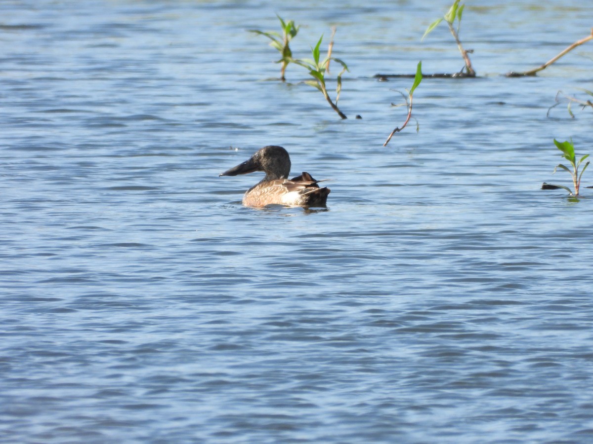 Kaşıkgaga - ML646789856