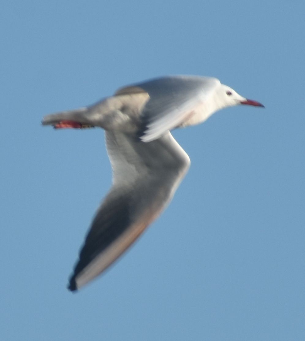 Мартин тонкодзьобий - ML646789857