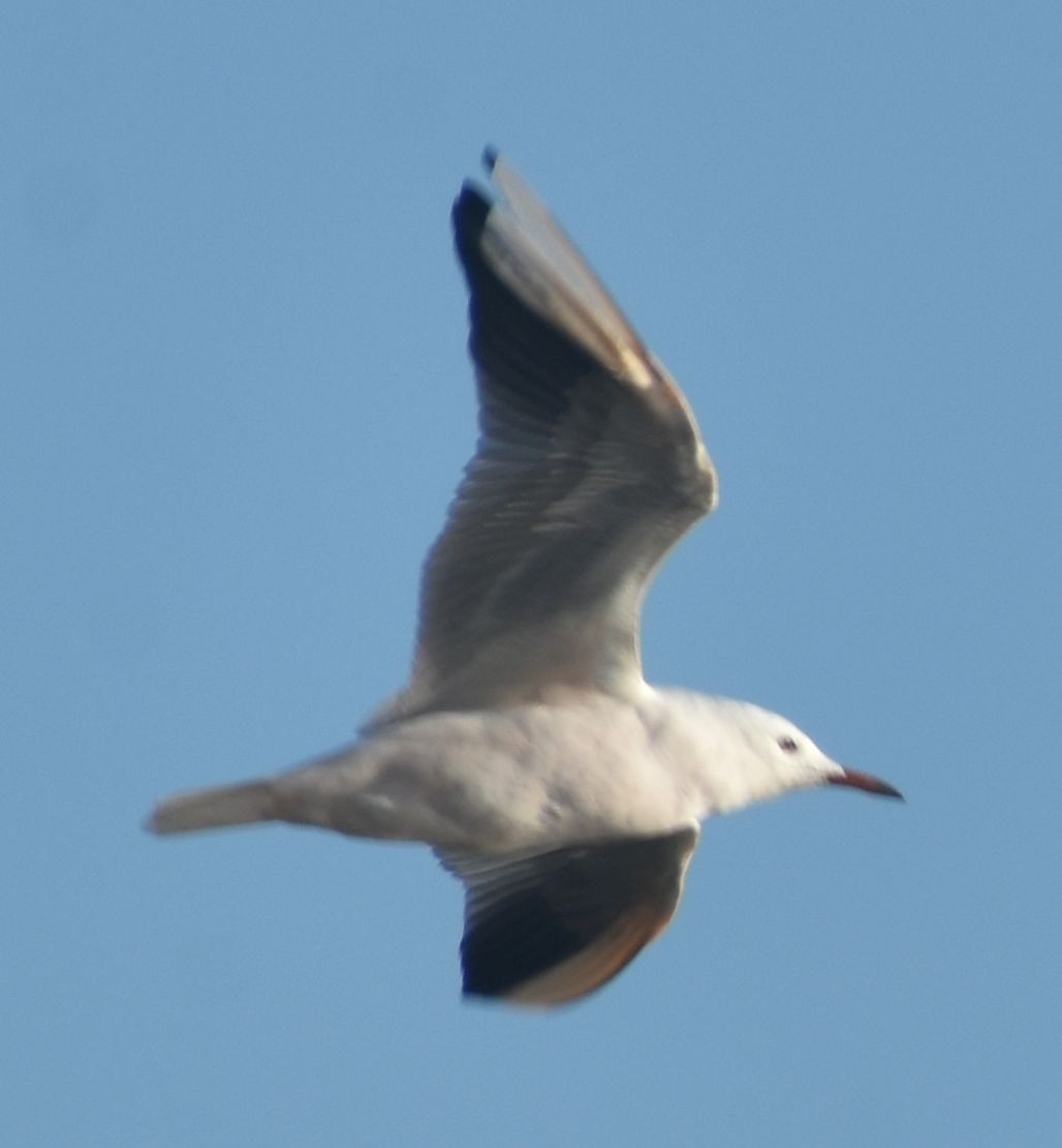 Мартин тонкодзьобий - ML646789858