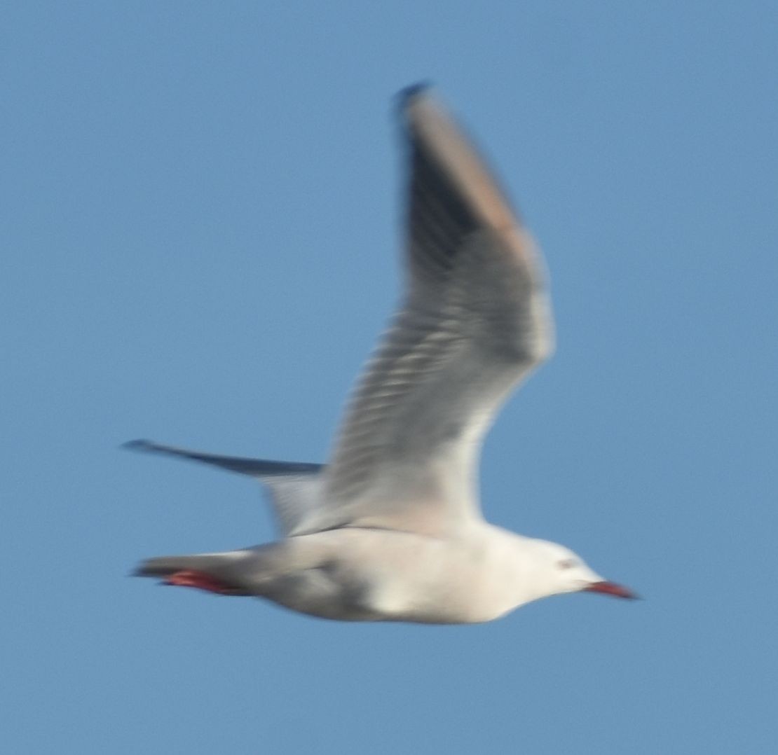 Мартин тонкодзьобий - ML646789859