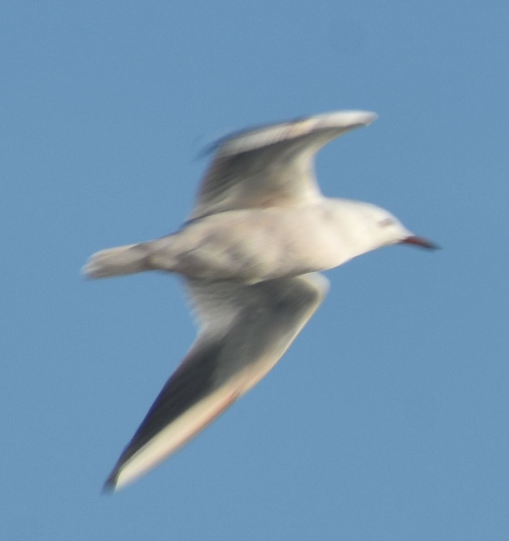 Мартин тонкодзьобий - ML646789860