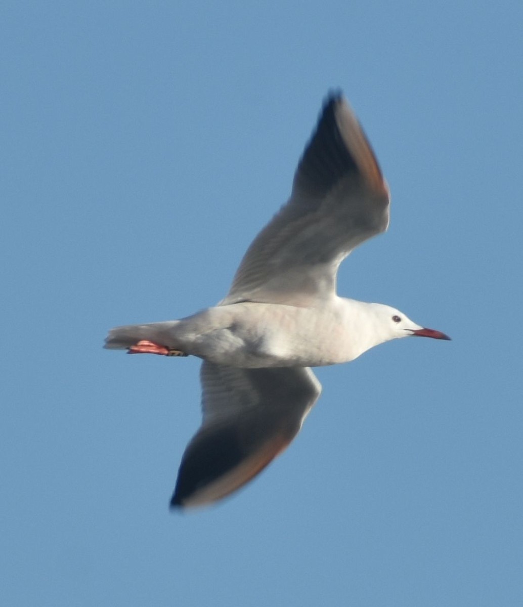 Мартин тонкодзьобий - ML646789861