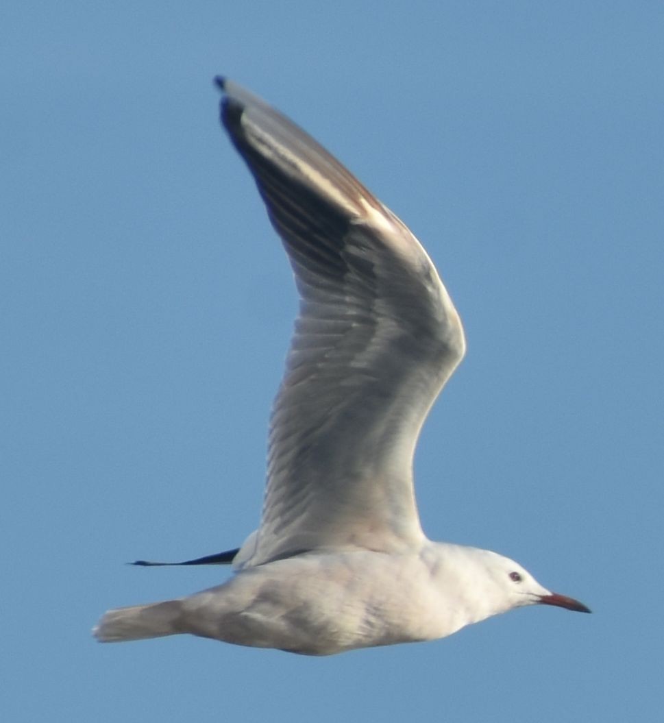 Мартин тонкодзьобий - ML646789862