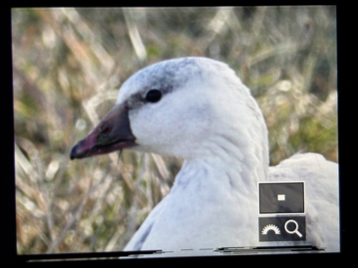 Ross's Goose - ML646789871