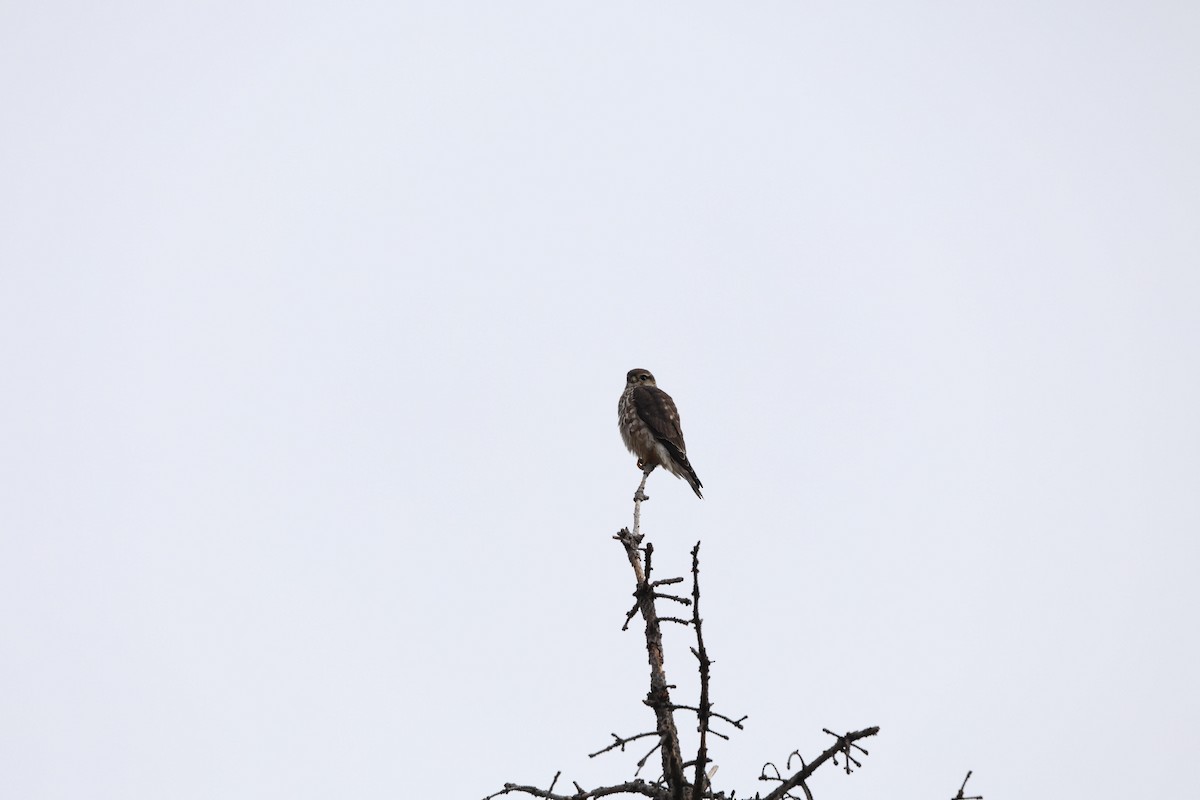 Merlin - ML646789874