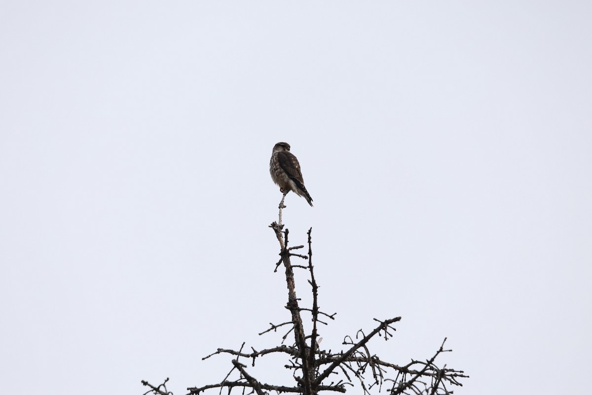 Merlin - ML646789875