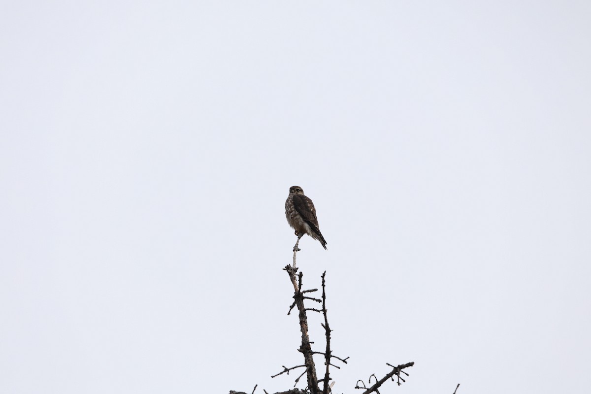 Merlin - ML646789876