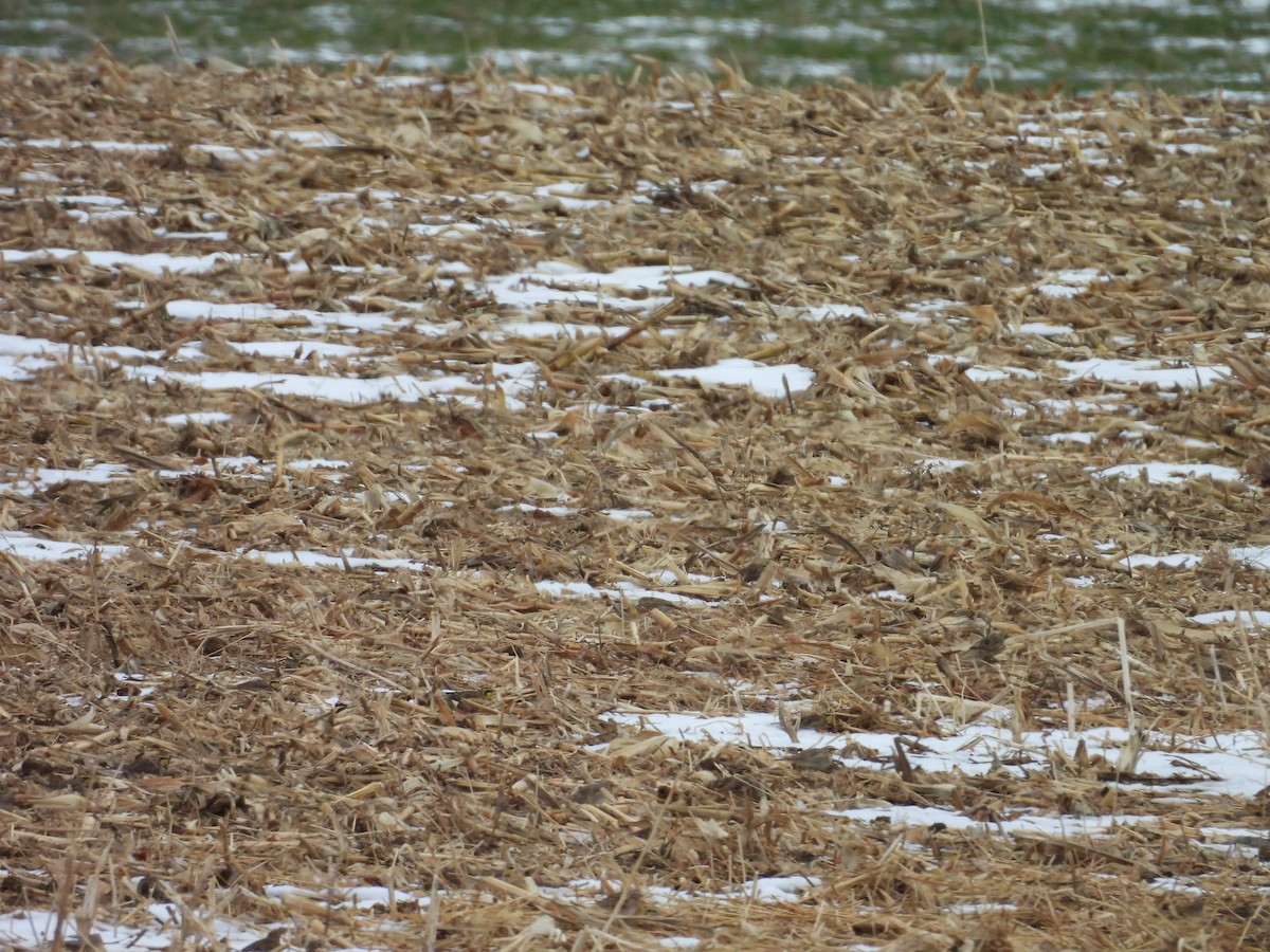 Horned Lark - ML646789879