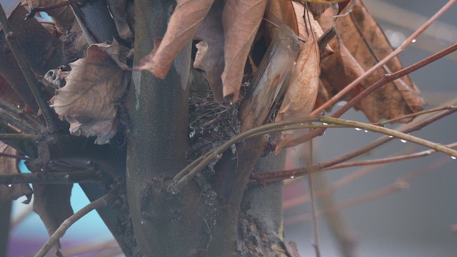 Чиж бородатий - ML646789881