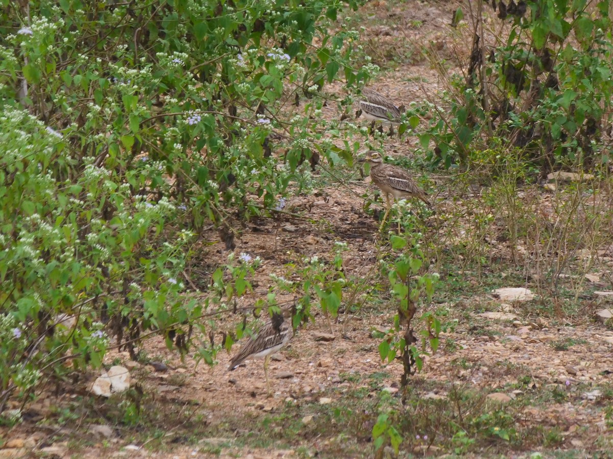 Indian Thick-knee - ML646789882