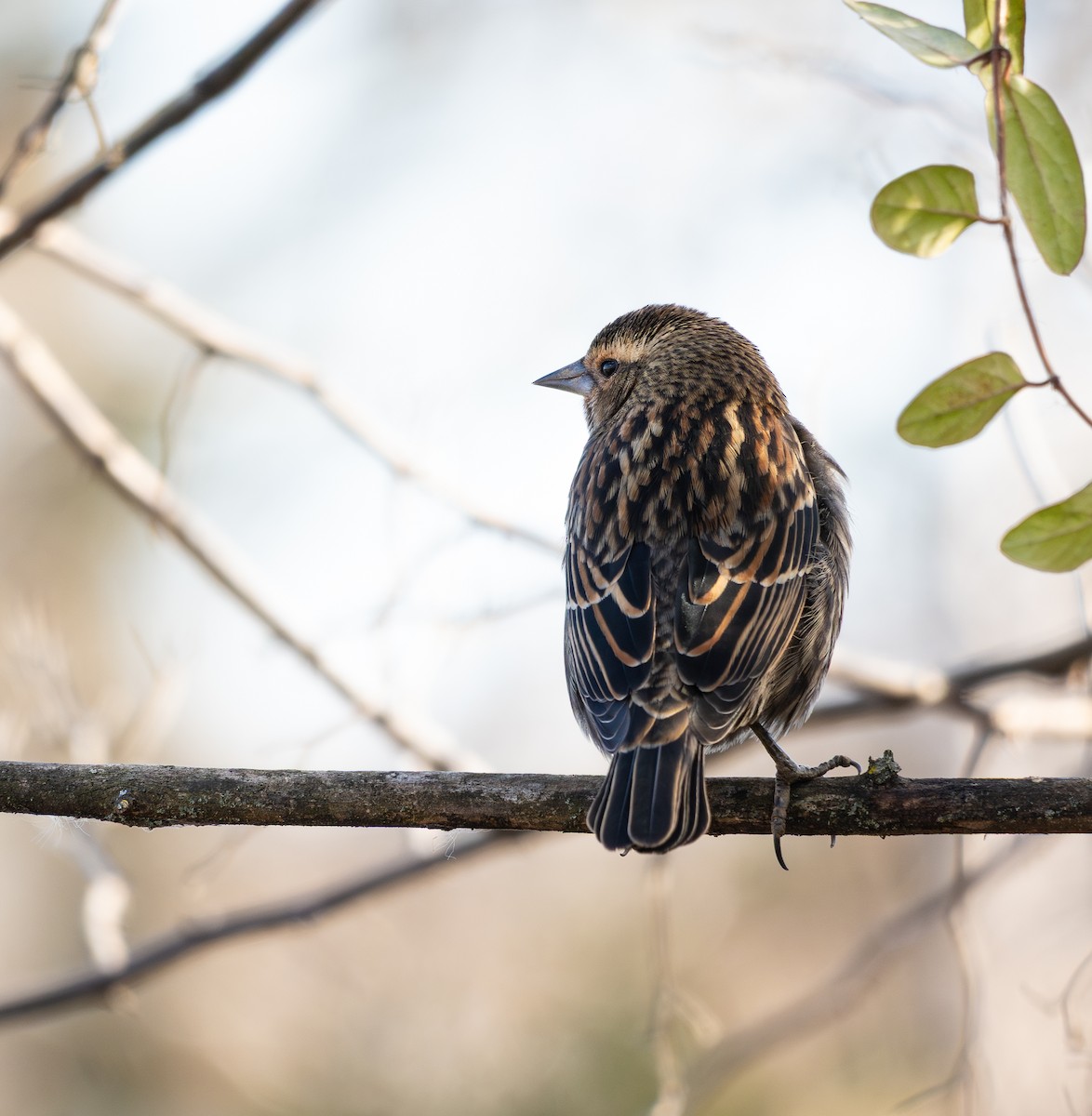 vlhovec červenokřídlý - ML646789887