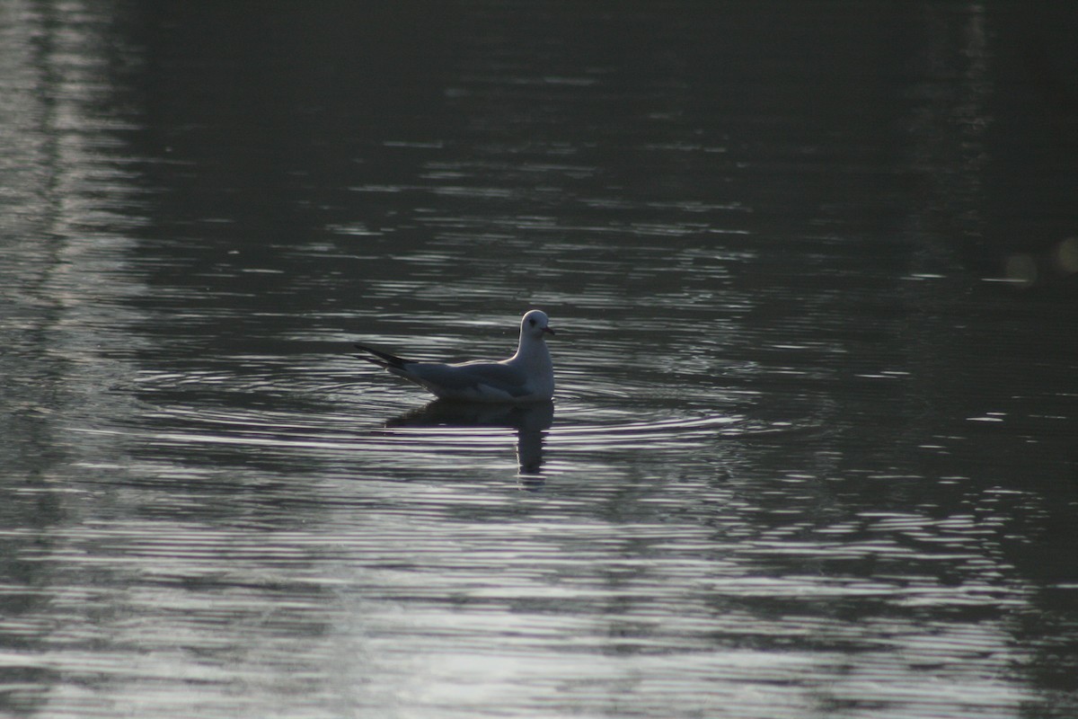 紅嘴鷗 - ML646789888