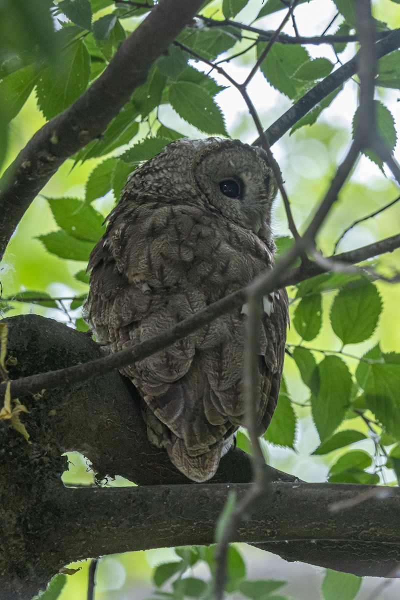 Tawny Owl - ML646789890