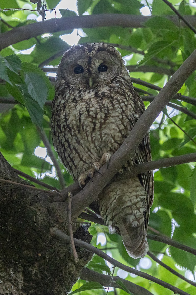 Tawny Owl - ML646789891