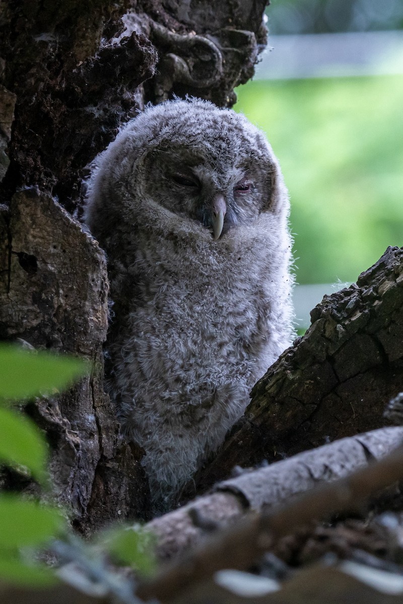 Tawny Owl - ML646789892