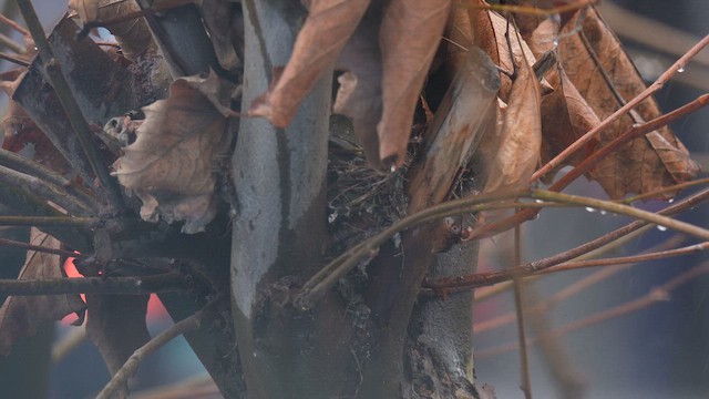 Чиж бородатий - ML646789893