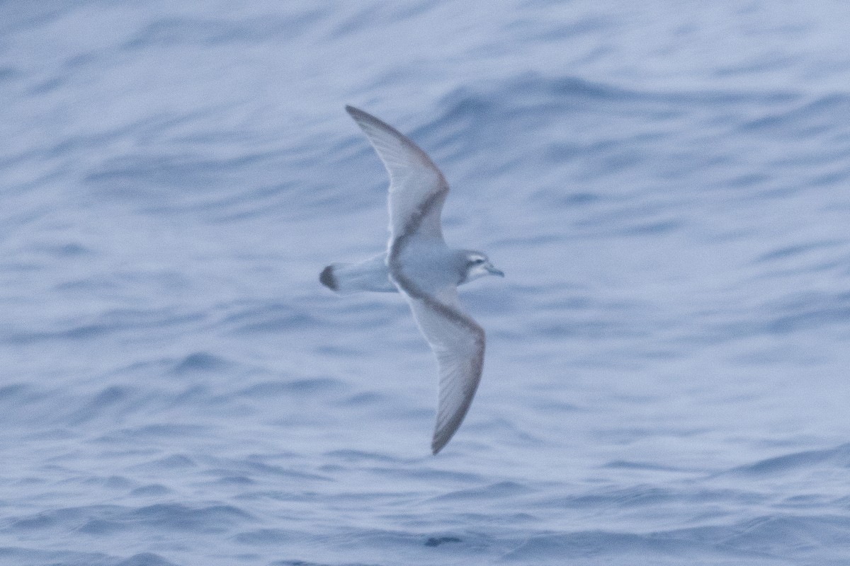 Антарктический прион - ML646789894