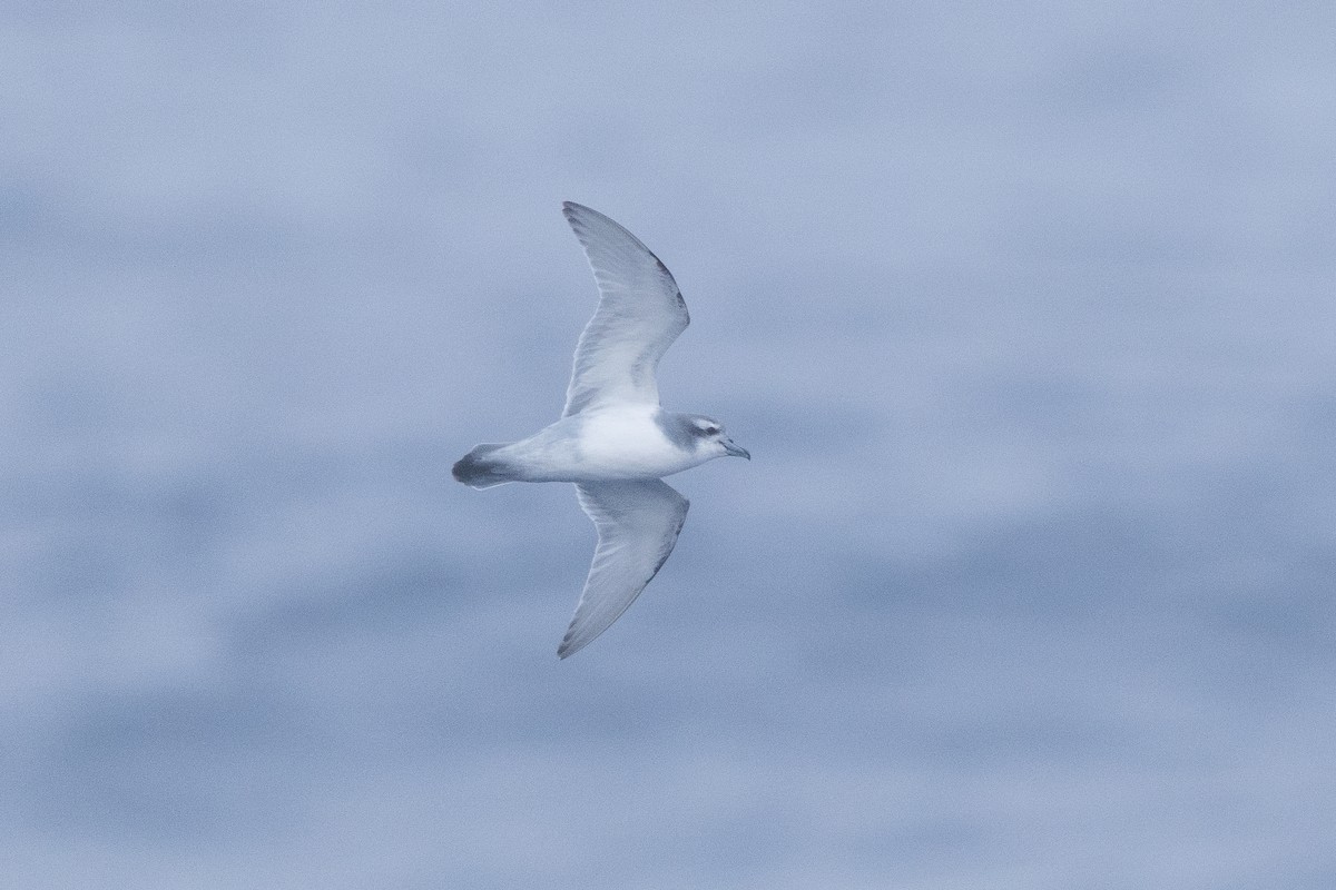 Антарктический прион - ML646789895