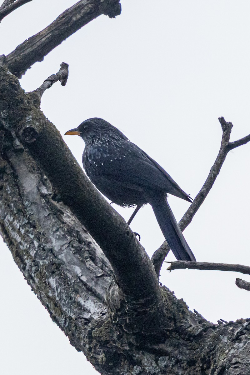 Blue Whistling-Thrush - ML646789896