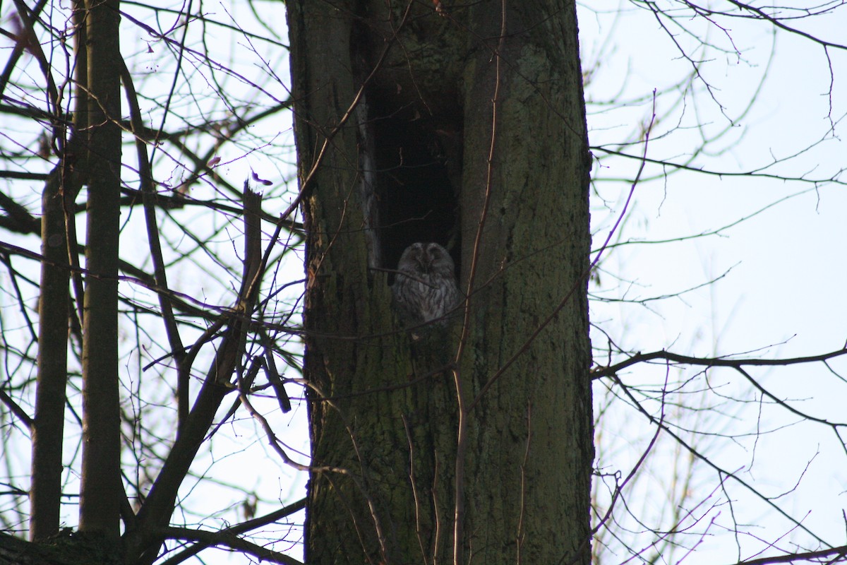 Allocco - ML646789897